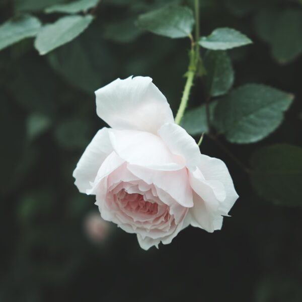 The white Rose